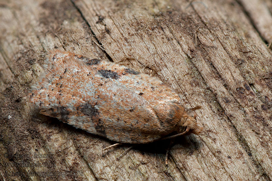 Листовертка плоская ржавая Acleris ferrugana