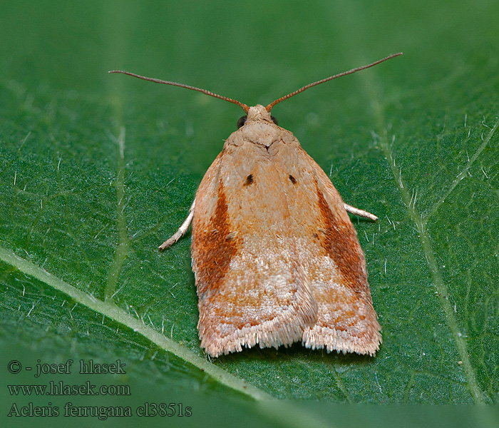 Zwójka brzozówka Lichte boogbladroller Acleris ferrugana