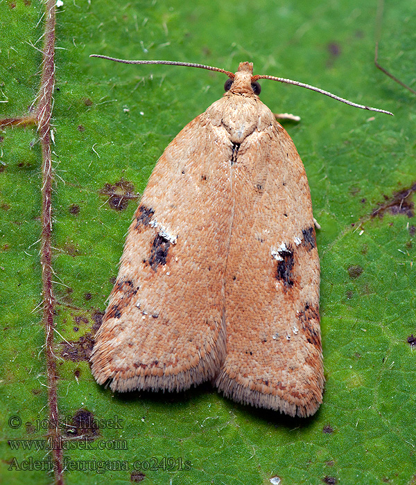 Glansig bokvårvecklare Eikeflatvikler Acleris ferrugana