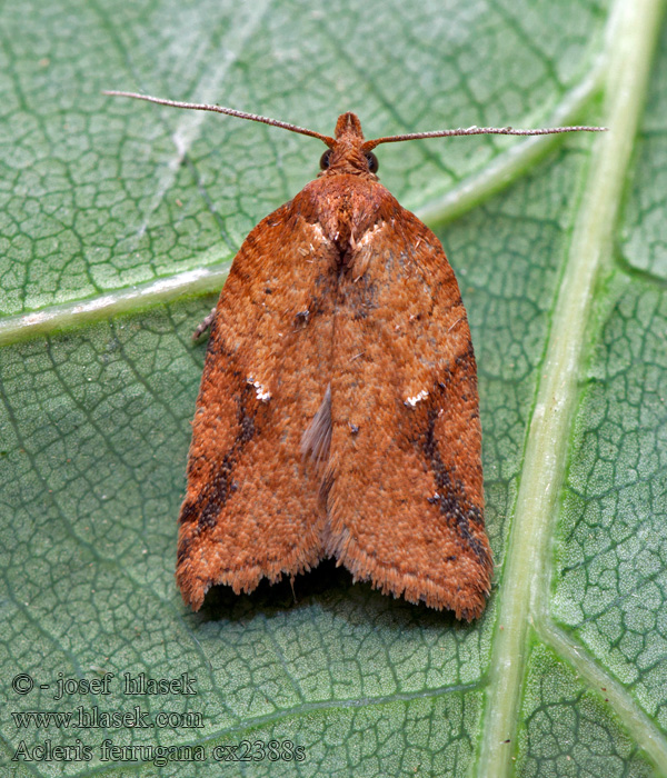 Acleris ferrugana