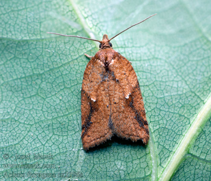 Acleris ferrugana