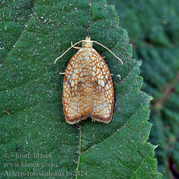 Acleris forsskaleana Obaleč javorový Ahornwickler Maple button