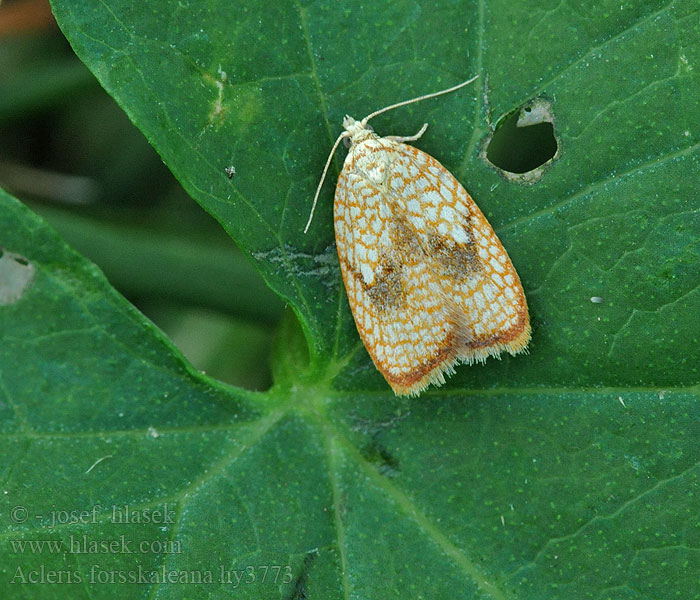 Acleris forsskaleana Obaleč javorový Lønneblomstflatvikler