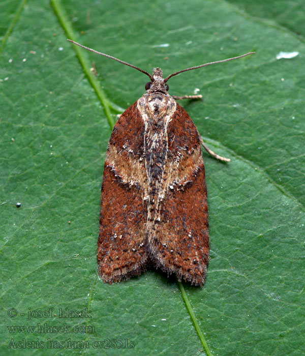 Acleris hastiana Obaľovač Hastov Листовертка плоская изменчивая