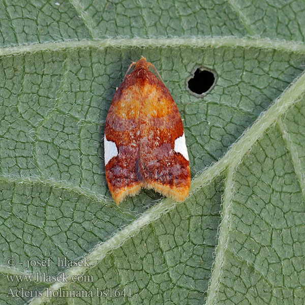 Acleris holmiana Obaleč hrušňový Birnwickler