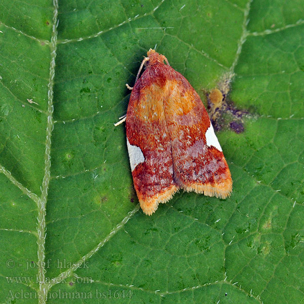 Acleris holmiana Obaľovač jabloňový Rode driehoekbladroller