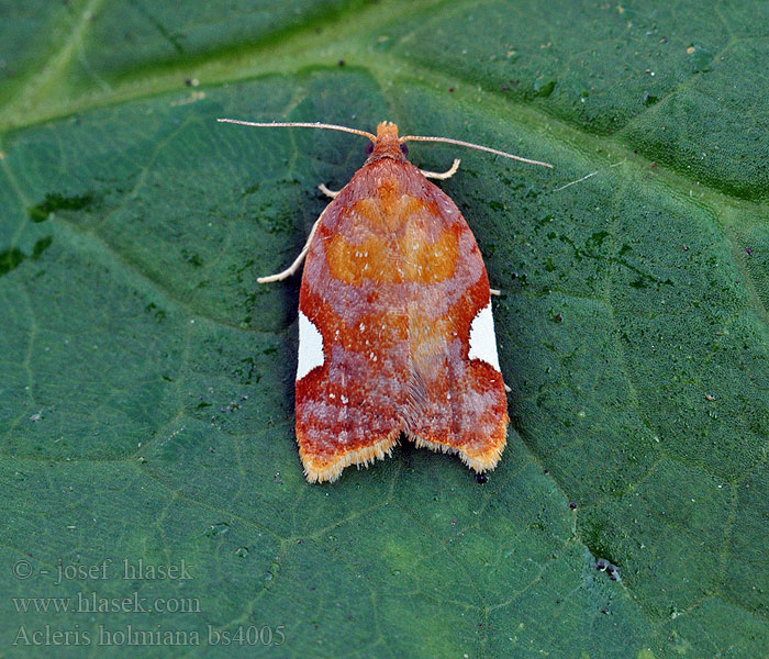 Acleris holmiana Obaleč hrušňový Rosensommarvecklare