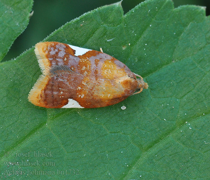 Acleris holmiana Birnwickler