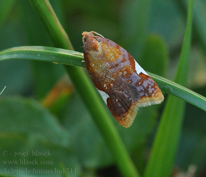 Acleris holmiana Obaleč hrušňový