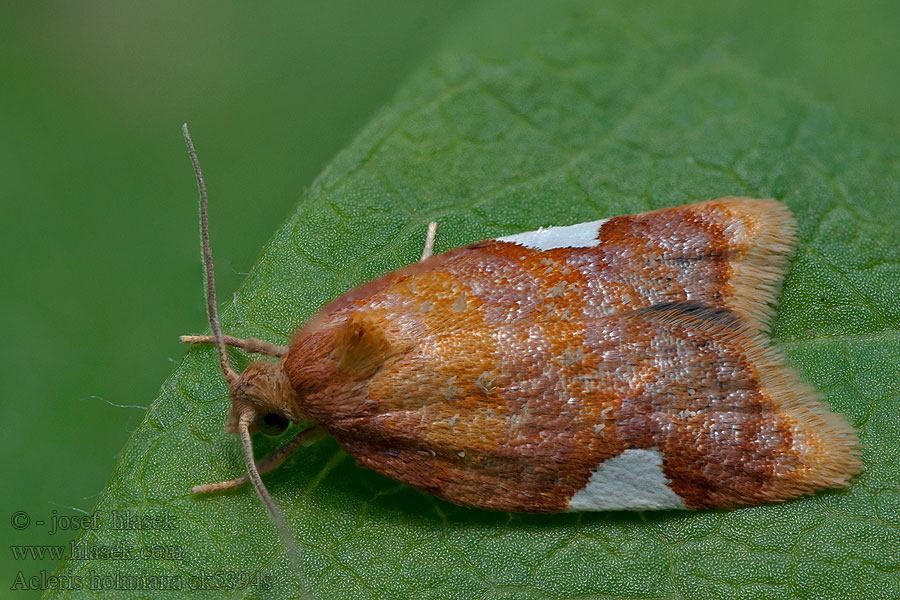 Obaleč hrušňový Acleris holmiana