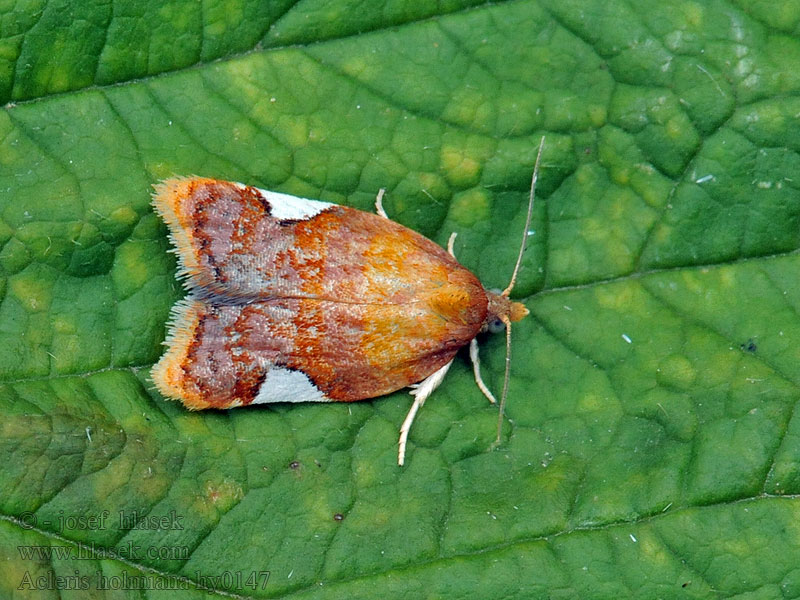 Birnwickler Acleris holmiana