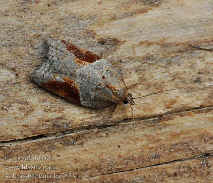 Acleris laterana Obaleč azalkový