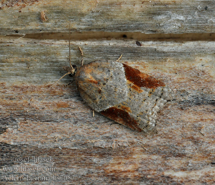 Acleris laterana Azaleenwickler