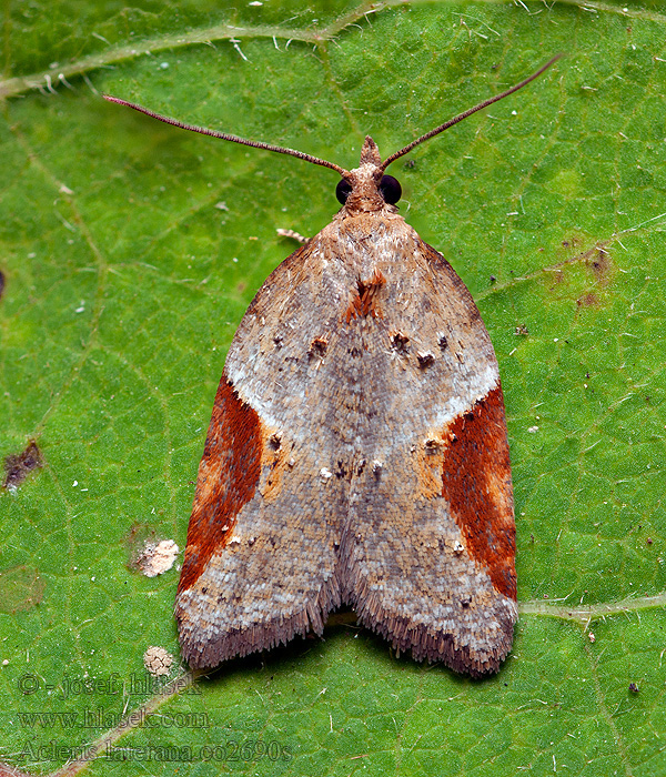 Obaleč azalkový Acleris laterana