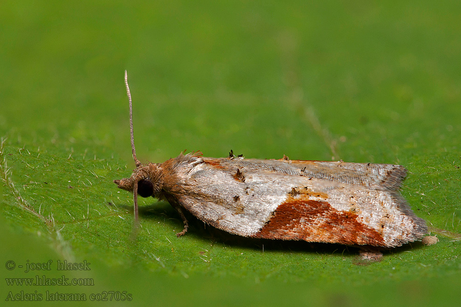 Azaleenwickler Dark-triangle Button Acleris laterana