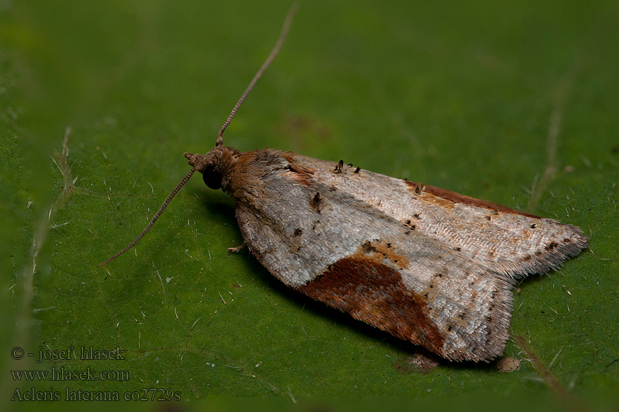 Obaľovač kostihojový Acleris laterana