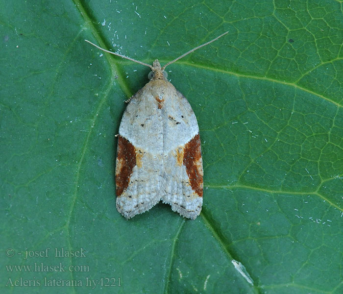 Acleris laterana Dark-triangle Button