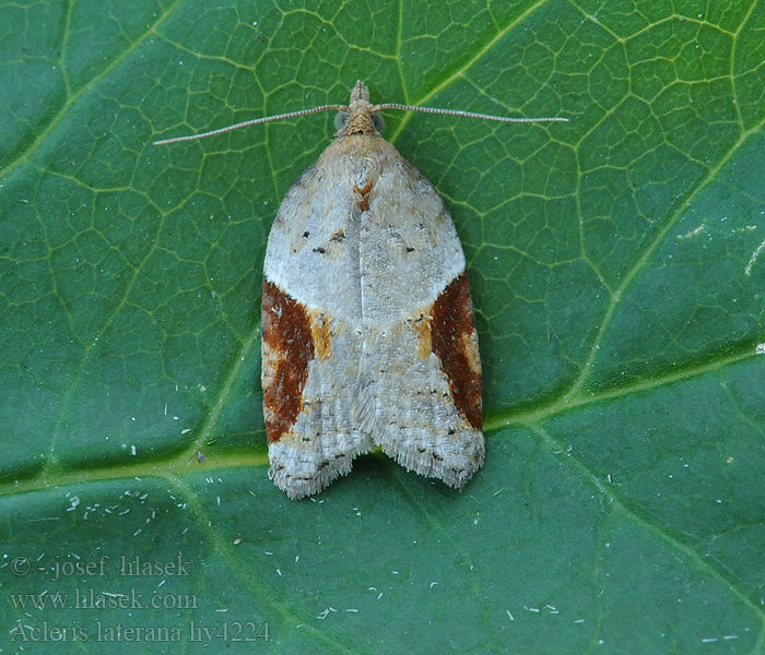 Acleris laterana Obaľovač kostihojový