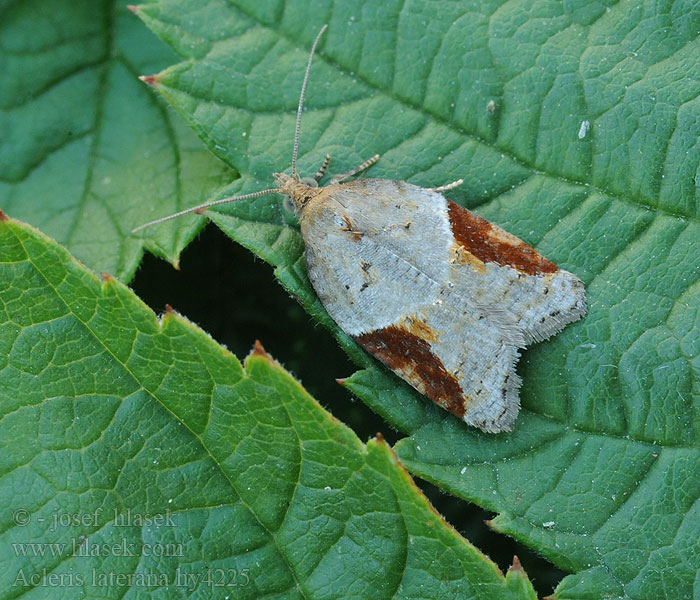 Acleris laterana Variabele driehoekbladroller