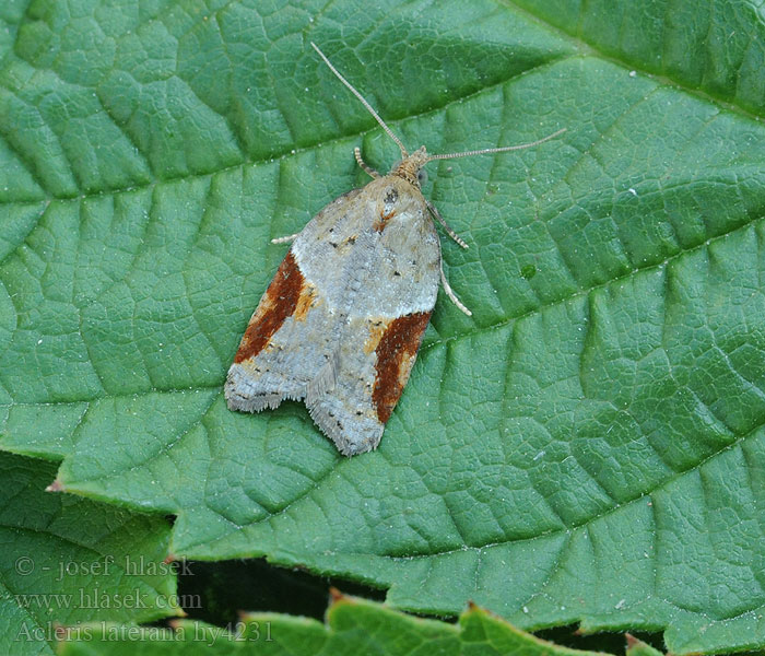 Acleris laterana Föränderlig höstvecklare