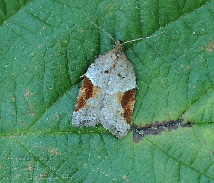 Acleris laterana Buskflatvikler