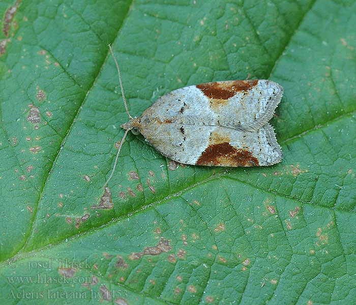 Obaleč azalkový Acleris laterana