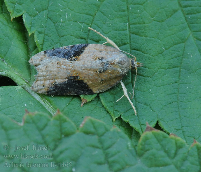 Azaleenwickler Acleris laterana