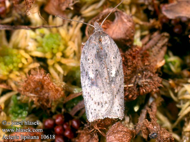 Acleris lipsiana 10618