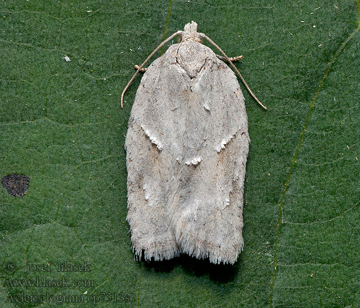 Acleris logiana Obaleč bělavý Grey birch button Obaľovač biely