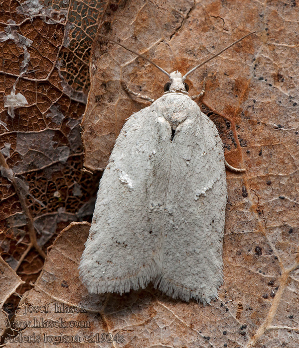 Grey birch button Acleris logiana