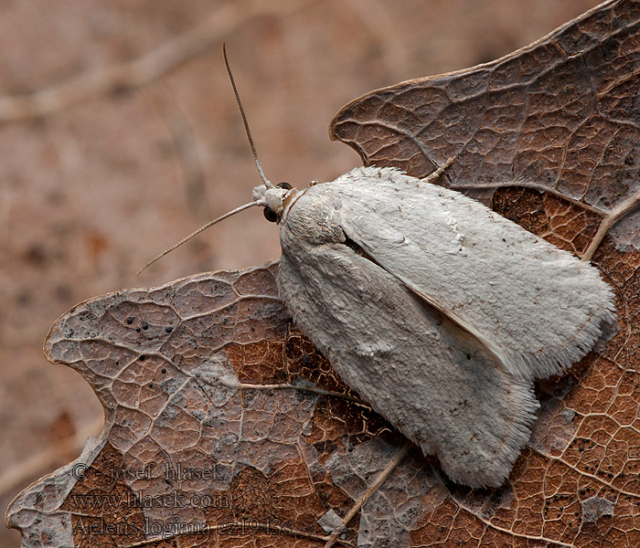 Obaľovač biely Acleris logiana