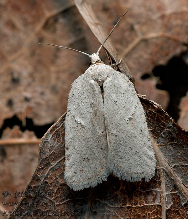 Листовертка плоская удлиненная Acleris logiana