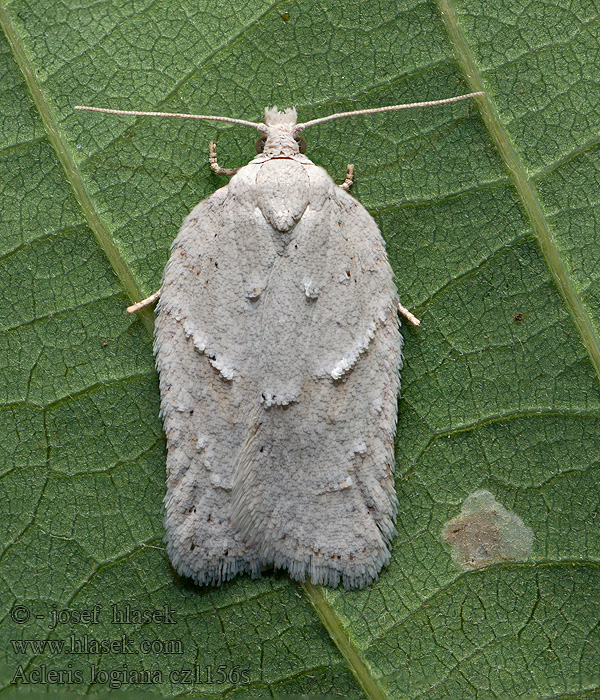 Witte boogbladroller Acleris logiana