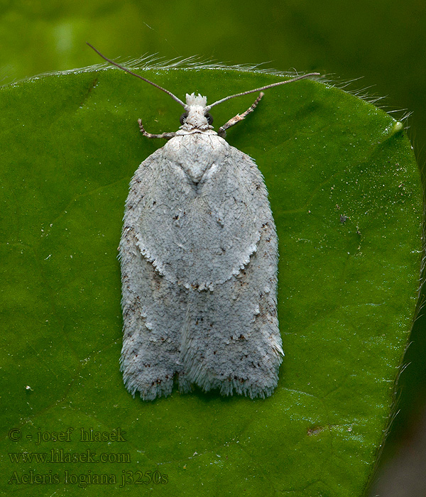 Acleris logiana