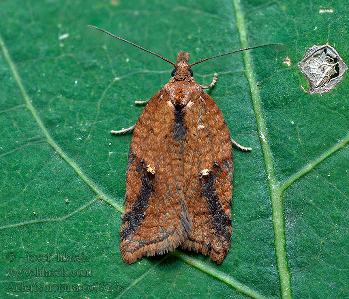 Acleris notana Obaľovač trojškvrnný Листовертка ржавая