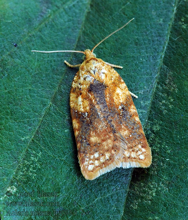 Acleris notana Oranje boogbladroller Matt björkvårvecklare