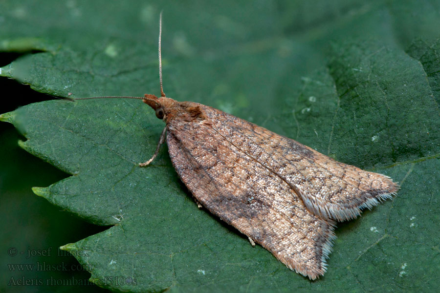 Acleris rhombana Blattbüschelwickler Rhomboid Tortrix