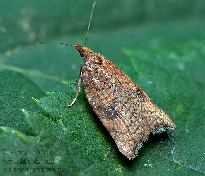 Acleris rhombana Obaľovač hruškový Листовёртка сетчатая