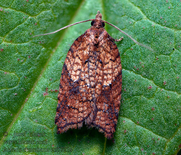 Acleris rhombana Gehoekte boogbladroller Cifra levélmoly