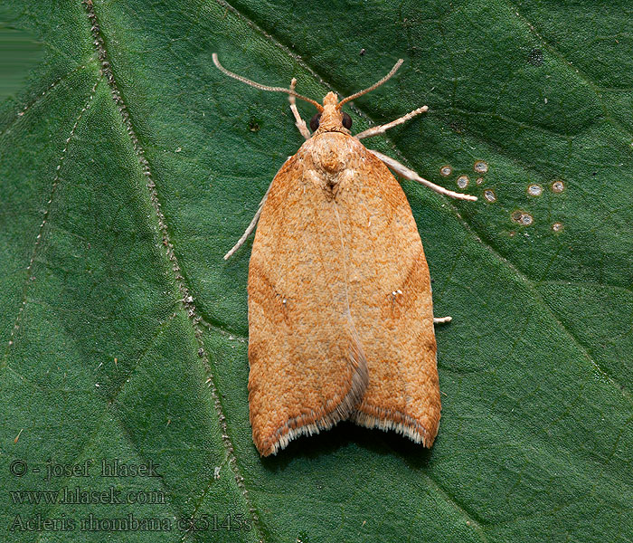 Acleris rhombana Sikelvingehöstvecklare Nettflatvikler