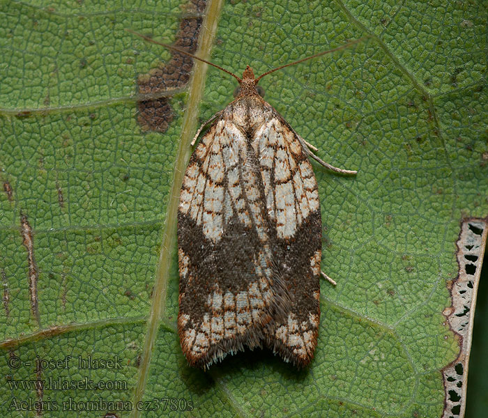 Blattbüschelwickler Rhomboid Tortrix Acleris rhombana