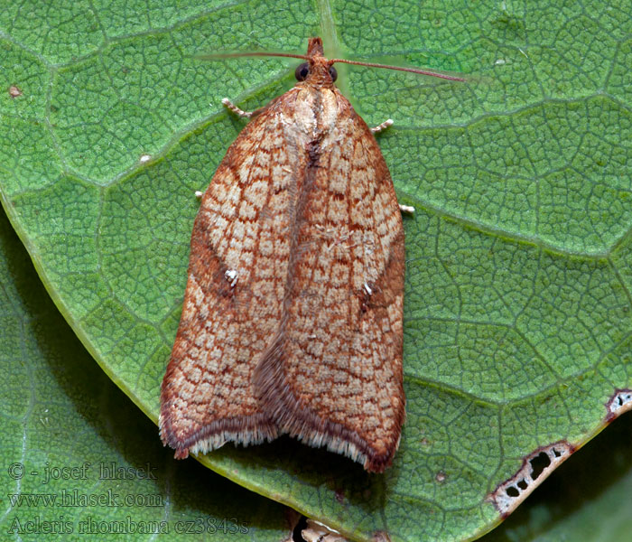 Obaľovač hruškový Листовёртка сетчатая Acleris rhombana