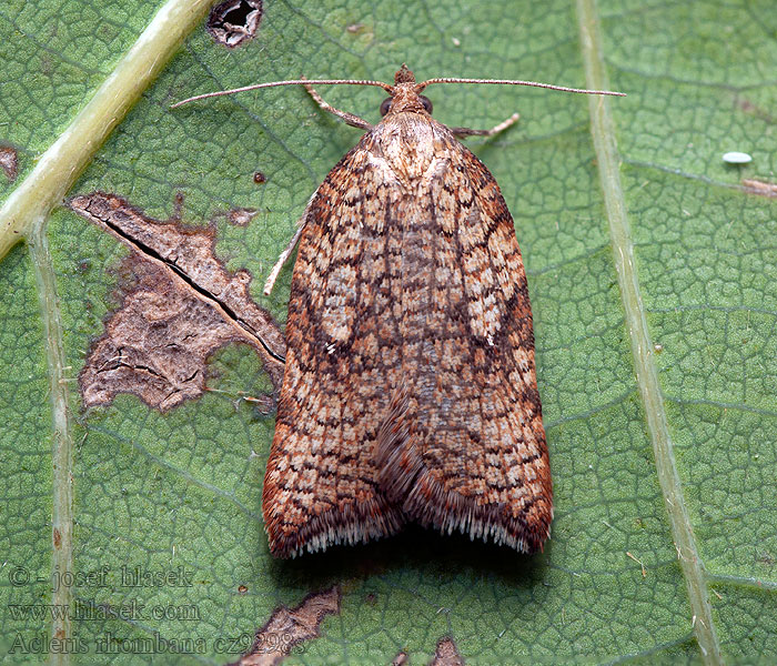 Gehoekte boogbladroller Cifra levélmoly Acleris rhombana