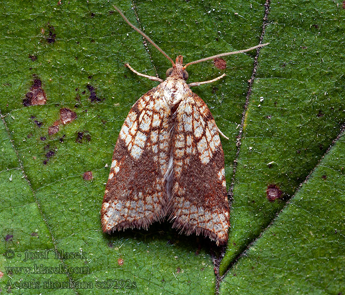 Sikelvingehöstvecklare Nettflatvikler Acleris rhombana