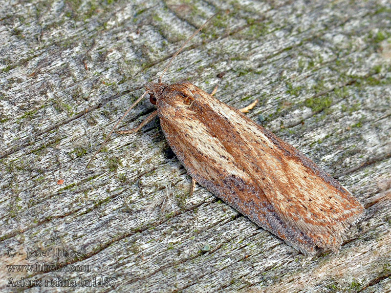 Acleris rufana Sweet-gale Button Obaľovač veľkoškvrnný