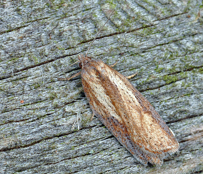 Acleris rufana Gezoomde boogbladroller Hallonvårvecklare Rustflatvikler