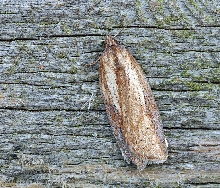 Sweet-gale Button Acleris rufana