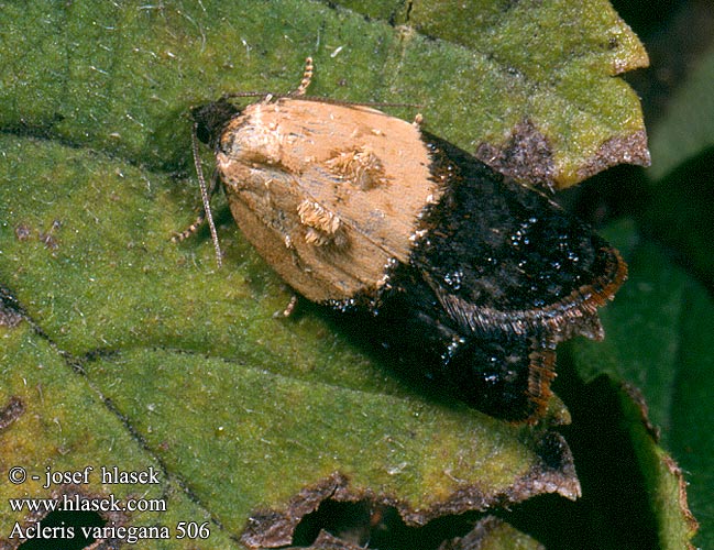 Acleris variegana Obale borvkov Heidelbeerwickler