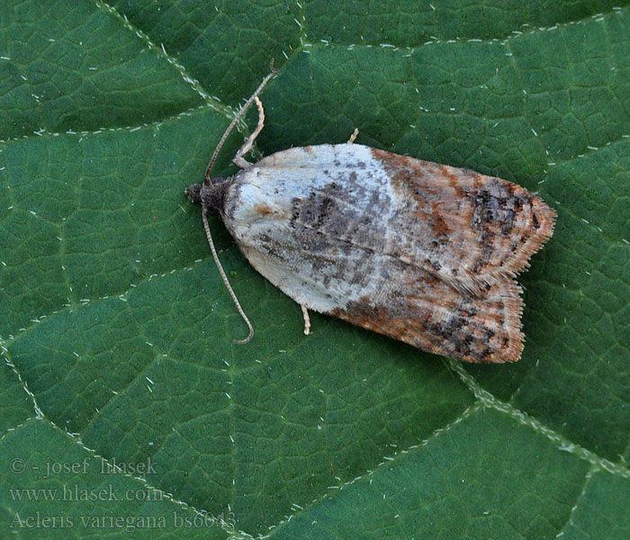 Garden Rose Tortrix Obaľovač krovinový Листовертка разноцветная