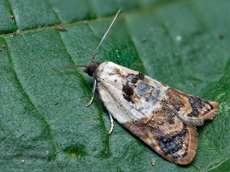 Acleris variegana Vitbrokig rosenhöstvecklare Marmorflatvikler